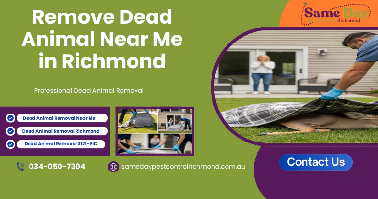 Dead Animal Removal Near Me
